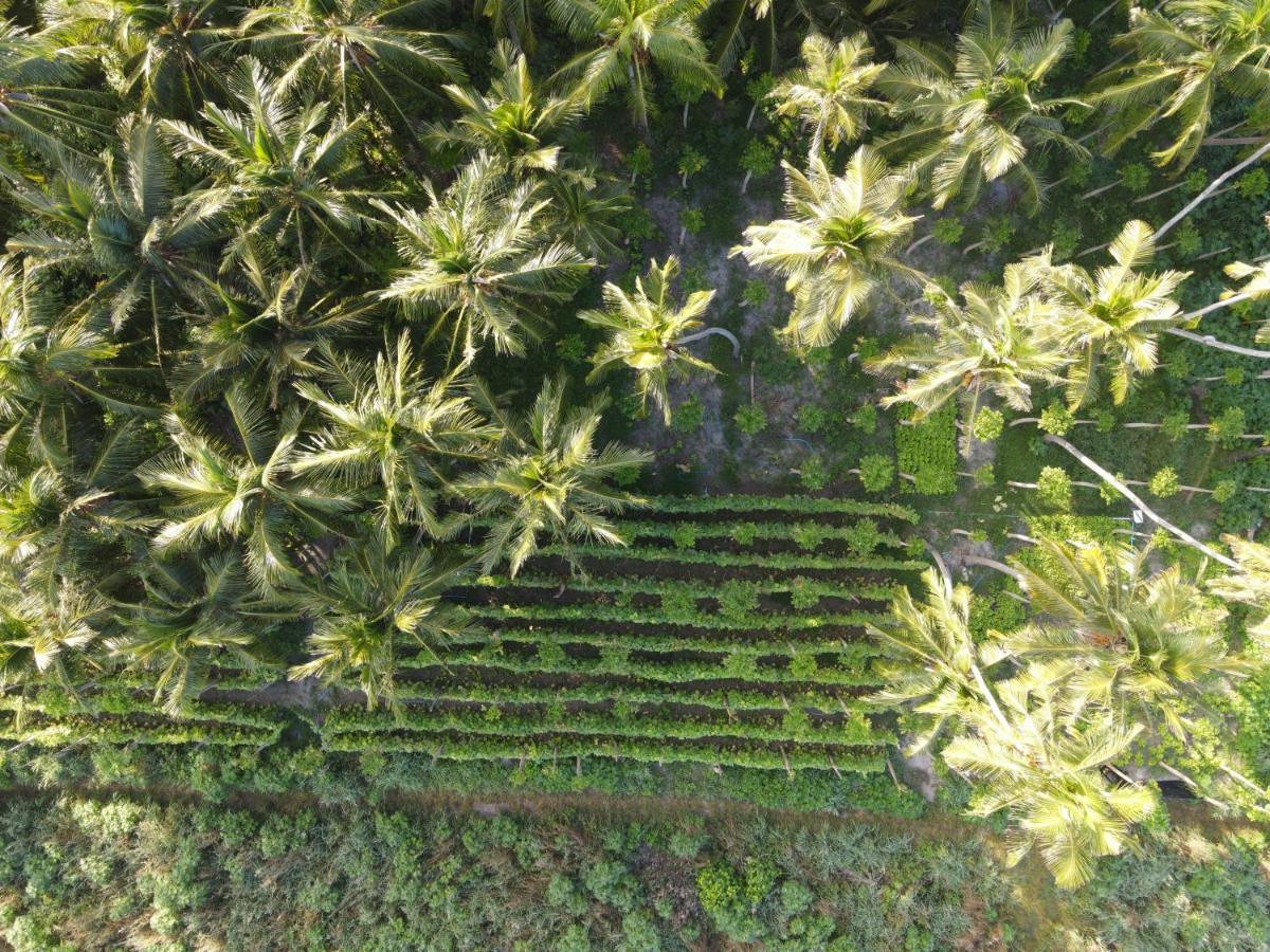Alesara Guest House Thoddoo Luaran gambar